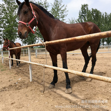 骑乘马马赛马 蒙古马 伊犁马 河曲马 景区马小矮马种马幼马
