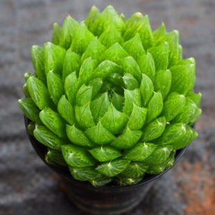 �¿�͏d���B���Ù�ˮ����¶����ֲ����y��ʮ��������Gֲ����