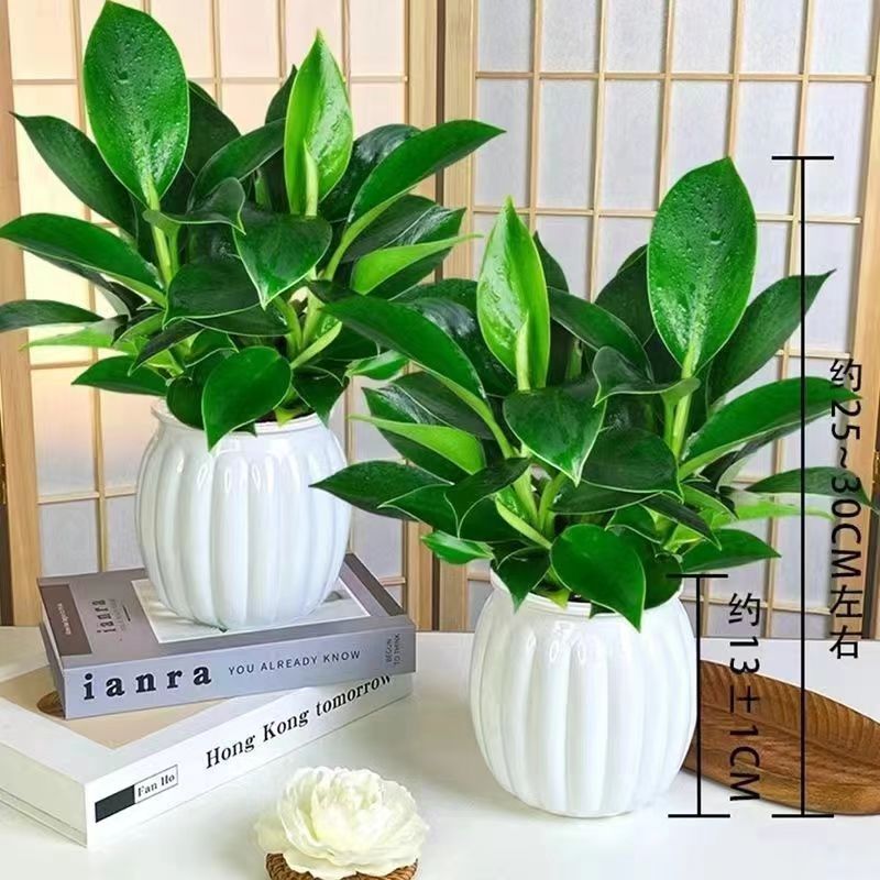 핫 세일: [1개 구매 시 1개 무료] 흰색 호박 냄비 2개 + 마약왕 2개