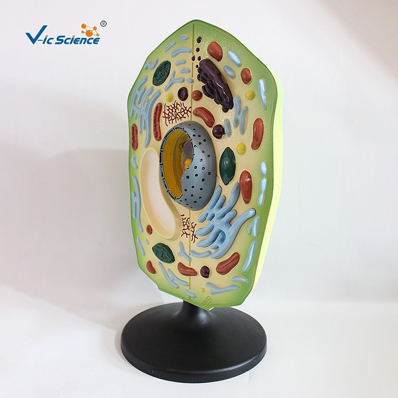 植物细胞模型 生物教学 放大解剖植物模型 中学细胞解剖教学模型