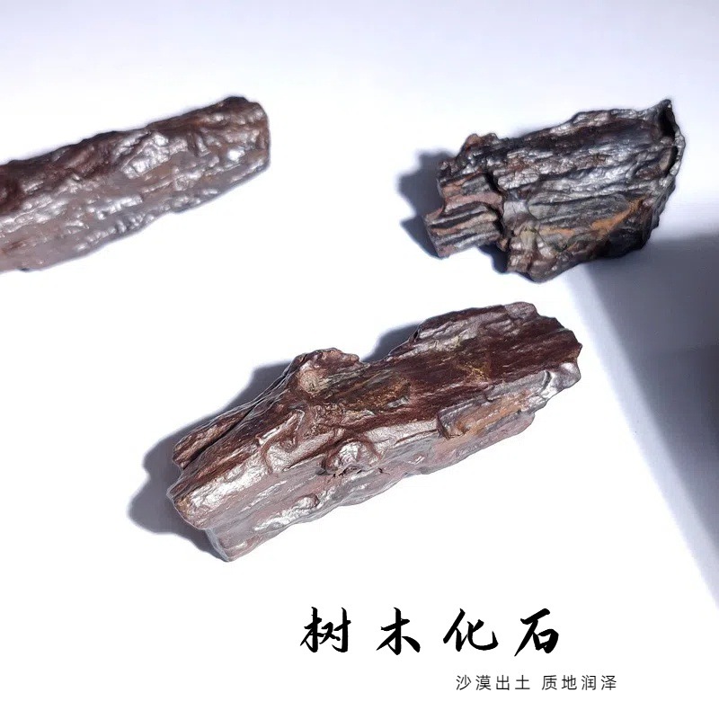 天然褐铁矿化木化石原石桌面摆件硅化木化石地质科普教学标本摆件