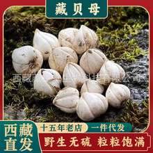 西藏野生藏贝母那曲正品非四川川贝母非平贝松贝枇杷膏可磨粉