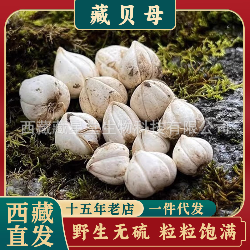 西藏野生藏贝母那曲正品非四川川贝母非平贝松贝枇杷膏可磨粉