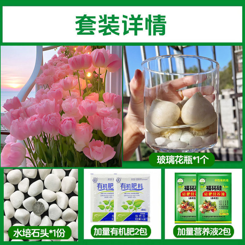Round bottle hydroponic kit: a11 crazy tulip 5 large bulbs + 2 nutrient solutions + 2 fertilizers + glass bottle + stones