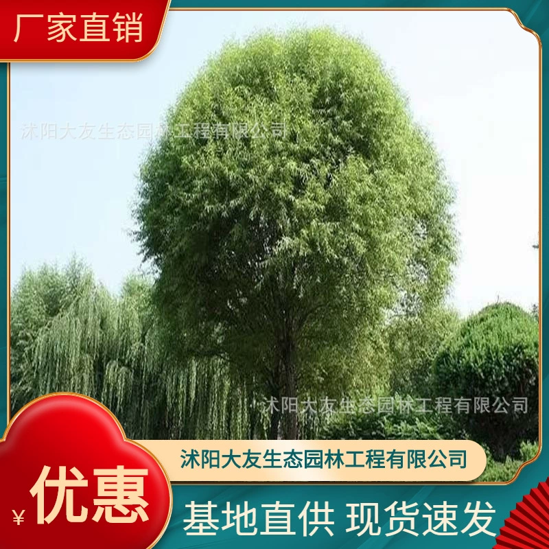 Базовая оптовая продажа Саженец ивы самодельного производства Живописный район Ландшафтный дизайн Дорожный садовый проект Озеленение рассады