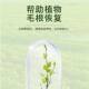 Universal Plant Flower Resurrection Solution for the Rapid Enhancement of Auxin Activity against Yellowing and Leaf-dropping of Light-rod Plants