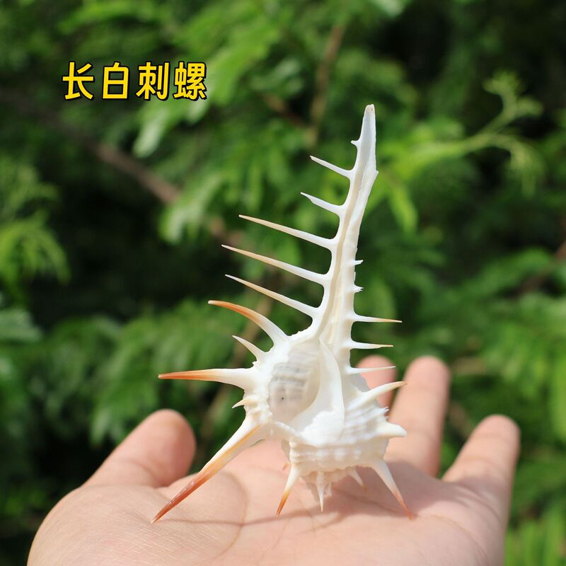 Natural Shells, Conch Shells, Venus Conch Shells, White Long-Spiked Conch Shells, Witch Bone Conch Shells, Home Decoration Crafts, Ornaments Wholesale