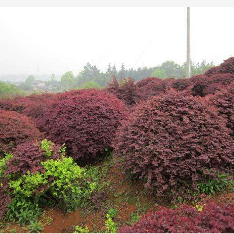 Саженцы бербериса с красными листьями, саженцы бербериса с красными листьями, саженцы для садоводческих хозяйств Циндао, шары бербериса с фиолетовыми листьями