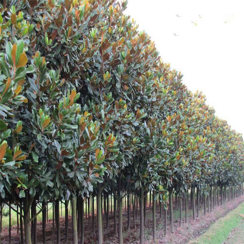 Магнолия крупноцветковая саженец большой цветок Магнолия крупноцветковая Лотос Магнолия саженцы Красный Фиолетовый Желтый Вечнозеленая улица дерево озеленение проекта саженцы