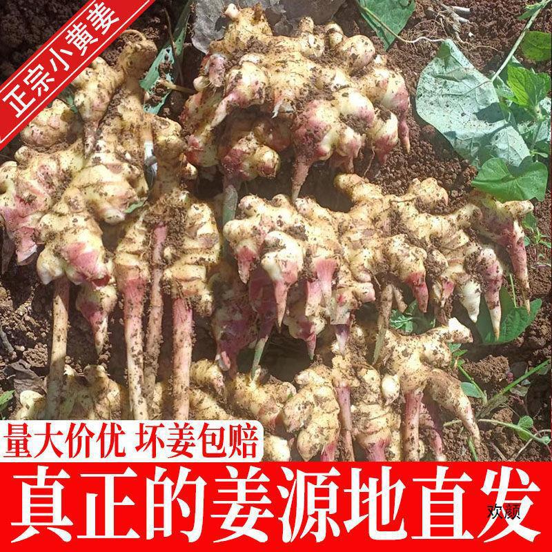 姜生姜小黄姜批发云南小黄姜新鲜生姜蔬菜现挖嫩姜老姜仔姜芽姜