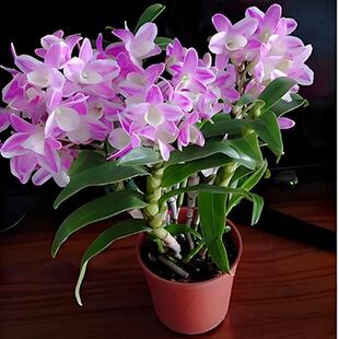 ����ֱ�l��Ʒʯ�����m�m�����㻨���_�����ԝ����;�Ʒ�ļ��Gֲ��