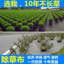 防草布全新PE抗老化农用除草布果园果树盖草园艺地布片透气保湿