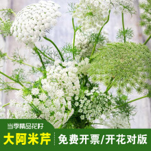 ��Ʒ�����۷N�Ӱ�ѩ��ѩ�黨�ѿ��л��҃����̨ͥԺ���Դ���N