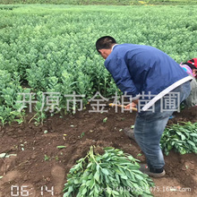 �ˌ��������Զ������ͺ�����ֲ�ﾰ������ˌ����߾��컨��