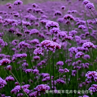 Willow Verbena Seeds Broad-Leaf Perennial Grass Flower Landscape Greening Flower Sea Wedding Photography Flower Viewing Purple Flower