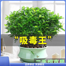 植物【清香胡椒木室内提神】净化驱盆栽木空气绿植花卉