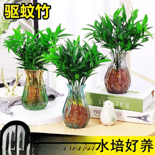 �����ˮ��ֲ���҃ȿ͏dˮ�B�Gֲ���������k���������ļ����B