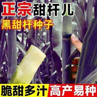 ��ɫ��U�N�Ӗ|��ϡ����Ʒ�N�ڴ����L���r�Ҹ������ļ����NС����