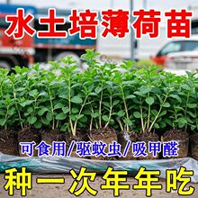 ��ʳ�ñ��������ˮ���������m�㱡���~���r�̨����ͥԺ���ܾGֲ