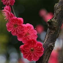 红梅花原生树苗庭院地栽花苗花盆栽树桩盆景树当年开花植物亚马逊