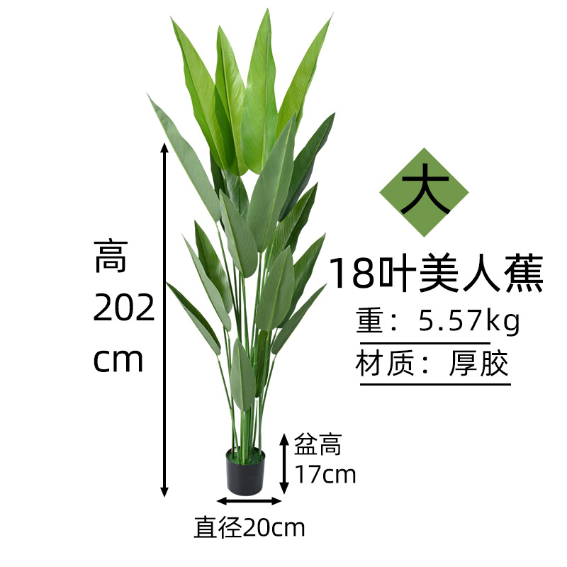 美人蕉18叶高202cm.jpg