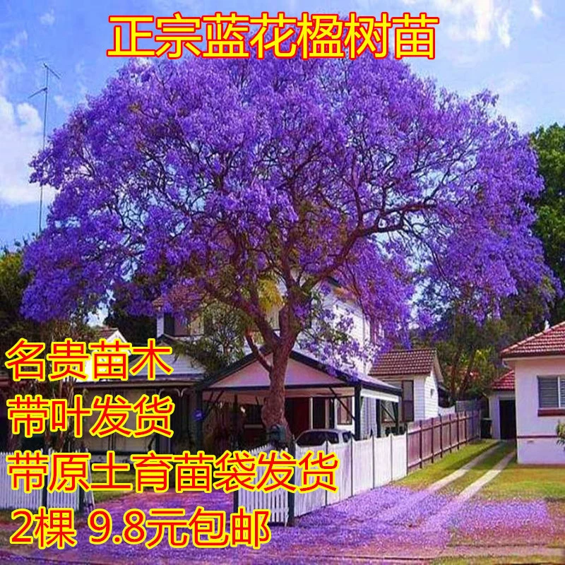 Дропшиппинг подлинных саженцев жакаранды, саженцев для зеленения северного и южного двора, редких и ценных древесных растений в любое время года.