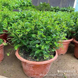 出售盆栽清香木 吸收甲醛释放香气 室内净化空气 室内绿植花卉