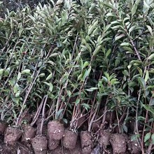 l ԮaN  ƷNRȫ^쾰̾G