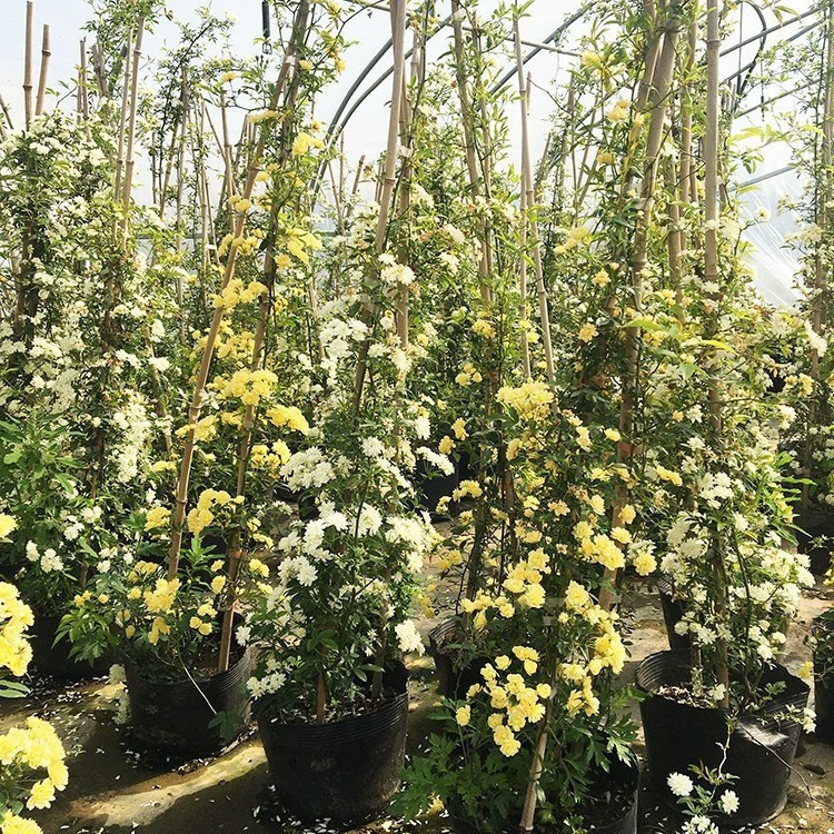 Саженцы желтых деревянных ароматных цветов, вьющиеся растения, вьющаяся стена во дворе, морозостойкие цветы, ароматные всесезонные ароматные лозы из красного дерева, розы в горшках.