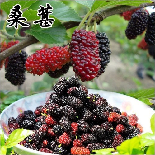 Семена шелковицы с большими листьями для интенсивного сельскохозяйственного выращивания шелковицы, семена шелковицы для разведения шелкопрядов, корм для шелковицы, шелковица и османтус, посадка семян дикой шелковицы в любое время года.