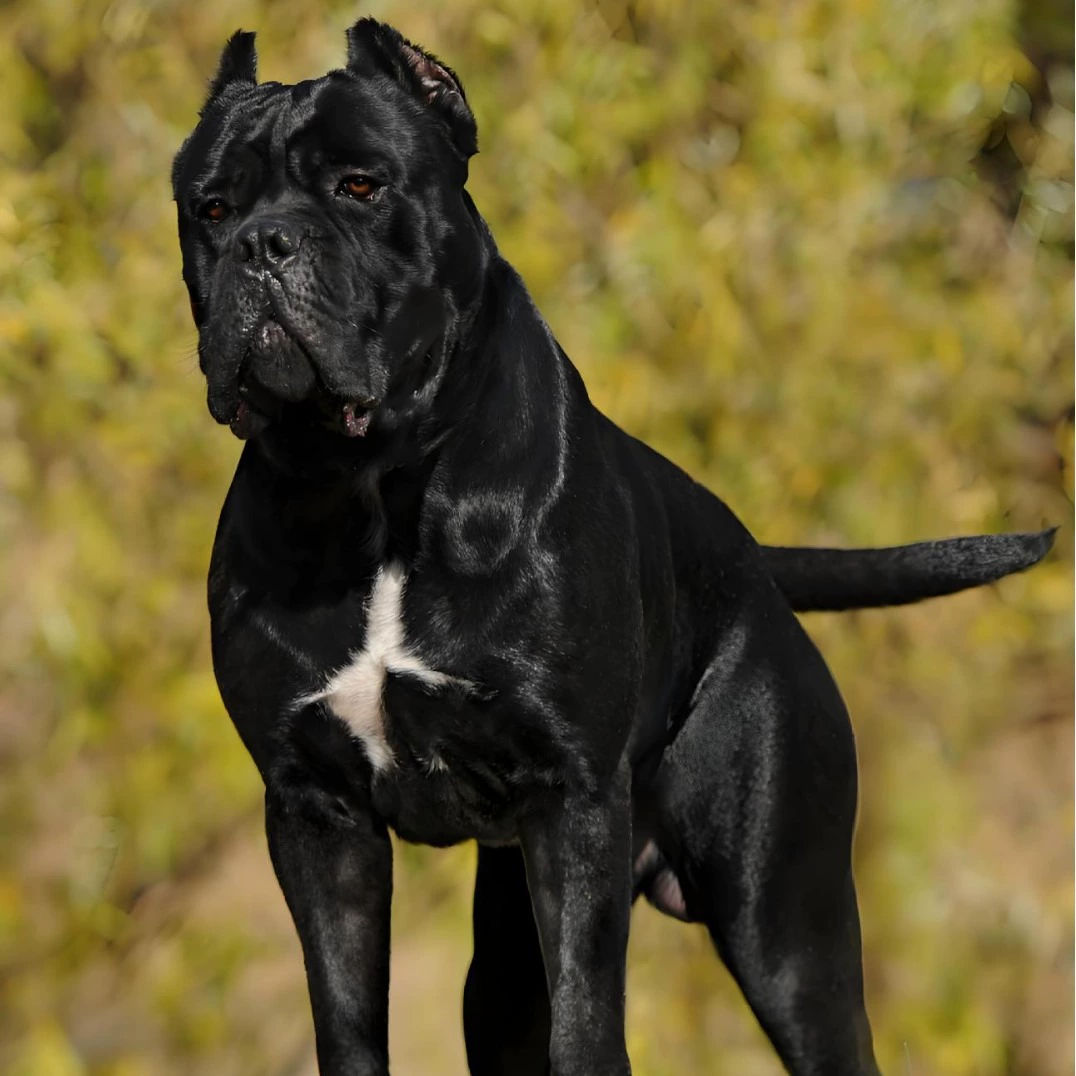 Чистокровный щенок Caseroll, живая собака, взрывозащищенная собака, большой бульдог, сторожевая собака, щенок Caseroll, домашнее животное, живая собака