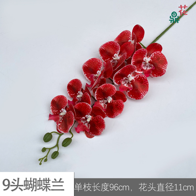 9 phalaenopsis GFG #5 화이트 에지 레드