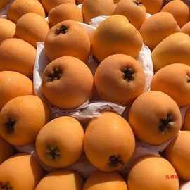 爆甜四川大五星枇杷新鲜水果当季米易枇杷果琵琶甜批把