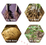 先正达 Силеширомоназол, бактерицидный тромбоцист семян, смешанный агент семян, бактерицидные бактерицидные 10G