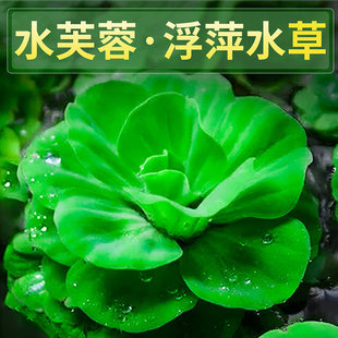 ˮܽ�ظ�Ƽ��������ˮ��ˮ��ֲ��ŷ��B�~����ˮ�|�����쾰