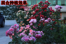 һl16硿Nޱٱ¼شֲļ_