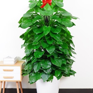Large-Leaf Green Radish, Large Pot, Green Basket, Large Plant, Formaldehyde-Absorbing Potted Plant in the Office, Living Room, Shade-Tolerant Qinxuan