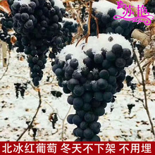 �������ј��� �����t������ ���Ե��Թ������ ���첻���� ���¼�