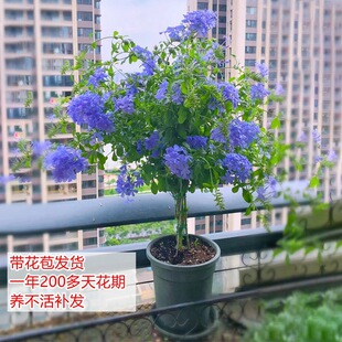 �{ѩ�������Թ�֭�̨�¼�С�~ľ�Ȏ���������������ļ��_���ش�