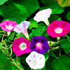 Big flower Morning Glory seeds Four Seasons species Petunia cranbergii balcony courtyard Four seasons plant