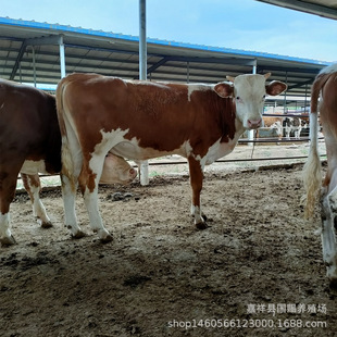 ɽ�|�����Sţţ�����T����ţ��Ʒ�N������ţ�Bֳ��