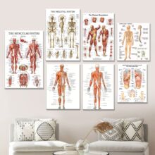 亚马逊身体器官无框画帆布画芯客厅书房体育馆装饰画喷绘挂画