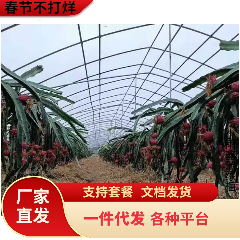 红心火龙果树果苗盆栽带根金都一号高产红肉水果苗南北方四季种植