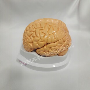 Brain Anatomy Model Natural Large Detachable 3 Parts Human Brainstem Structure Hemisphere Teaching Display Model