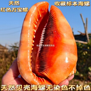 �����f���b[���ش�̖��Ȼ�t�S�����f�������Ĵ����ղ�