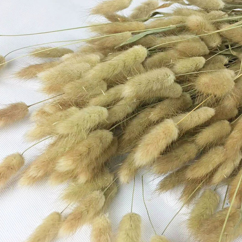 토끼 꼬리 풀 1 킬로그램