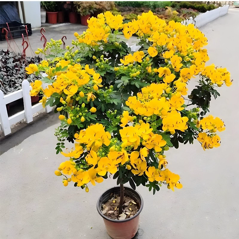 Саженцы золотой сливы в горшках цветут в любое время года с бутонами, многолетние древесные растения на балконе во дворе устойчивы к холоду и легко выращиваются, имеют длительный период цветения.