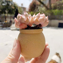 拇指小花盆手绘可爱水培摆件空气花卉植物指尖盆控型多肉花盆迷你