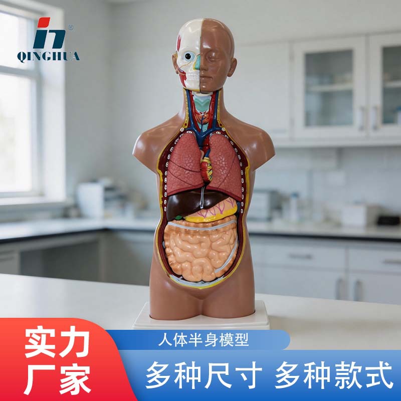 Modelo de la estructura del cuerpo humano simulación médica vísceras anatomía órgano 3D desmontable montado tronco ciencia y educación juguetes para niños