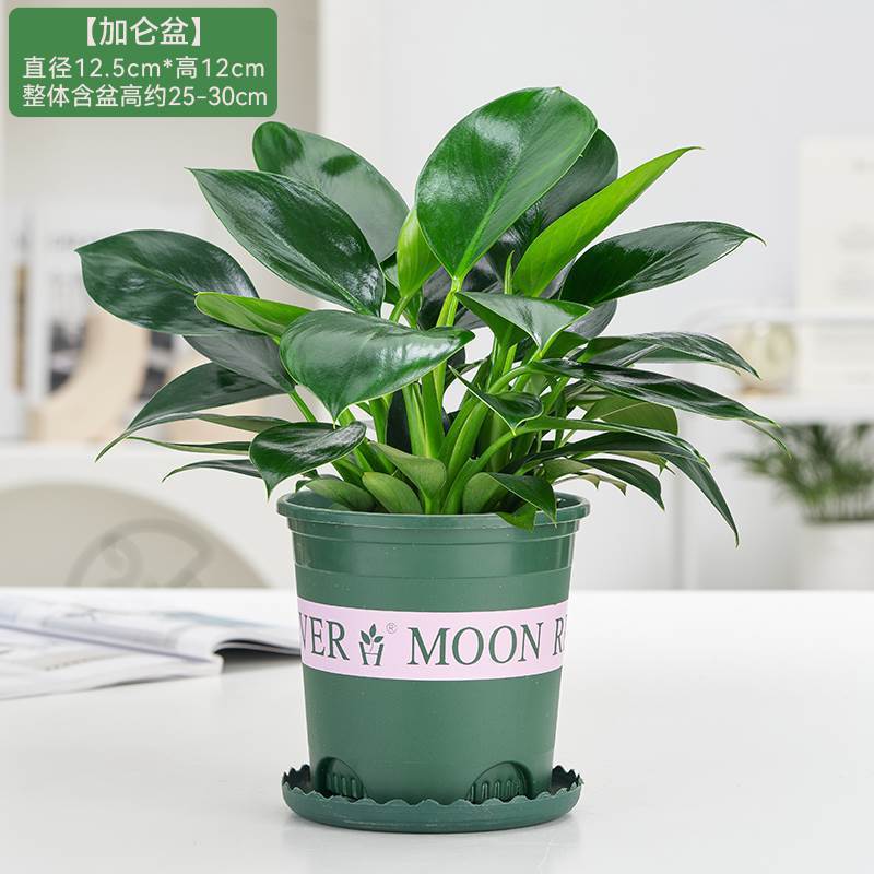 3개의 골든 다이아몬드 25-30cm 갤런 세면대 + 영양 용액